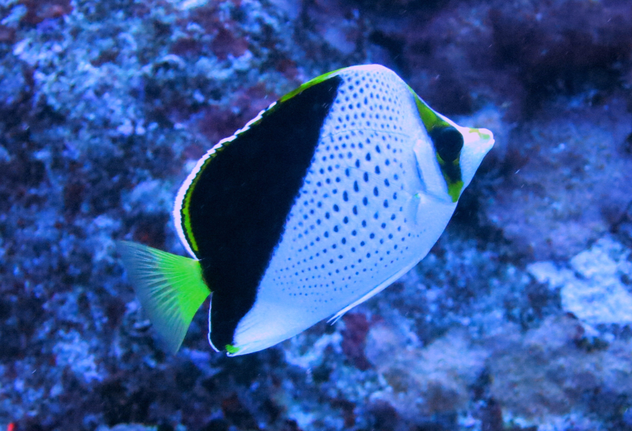 Tinkers butterflyfish
