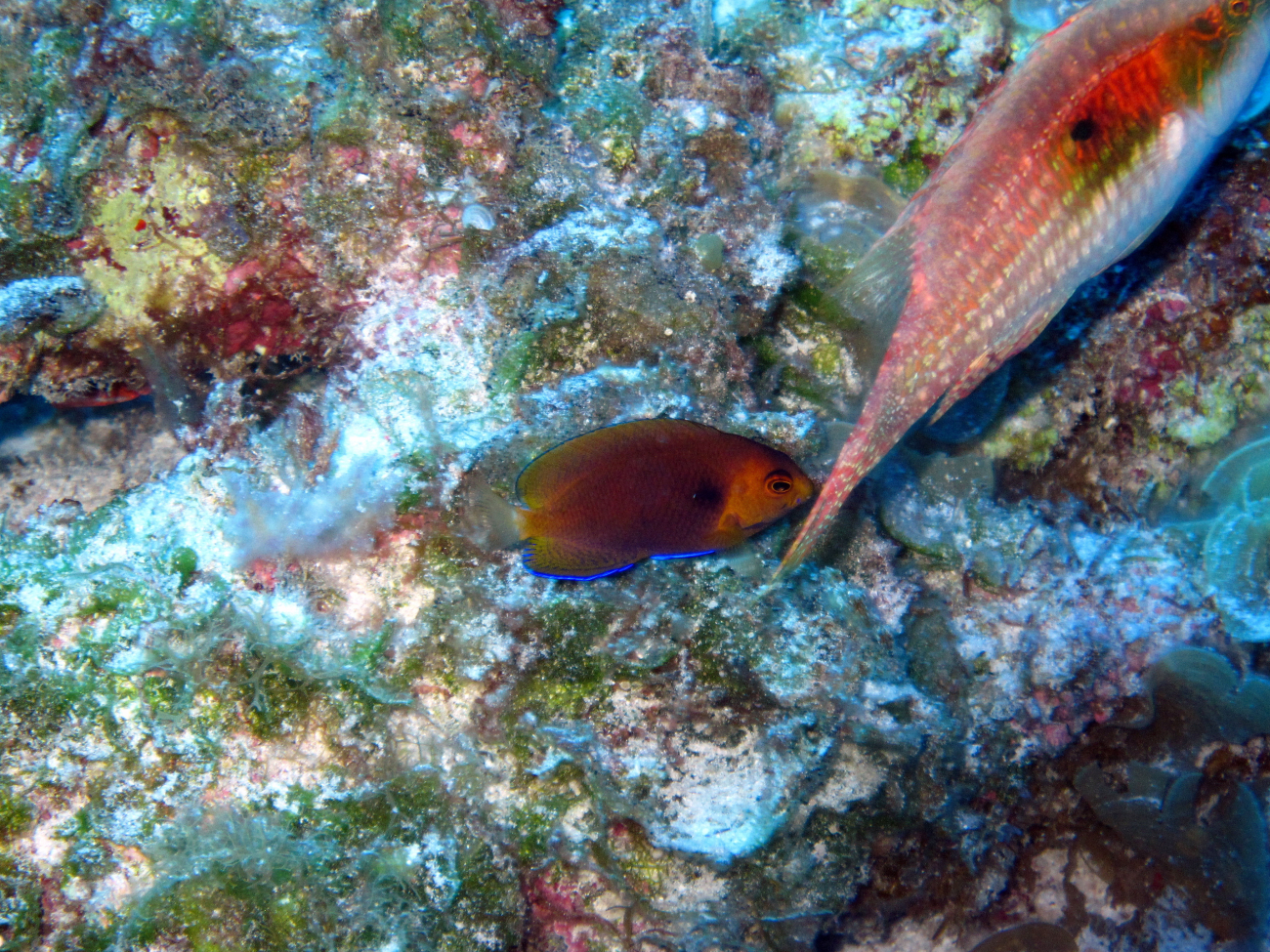 Fisher's angelfish (Centropyge fisheri)