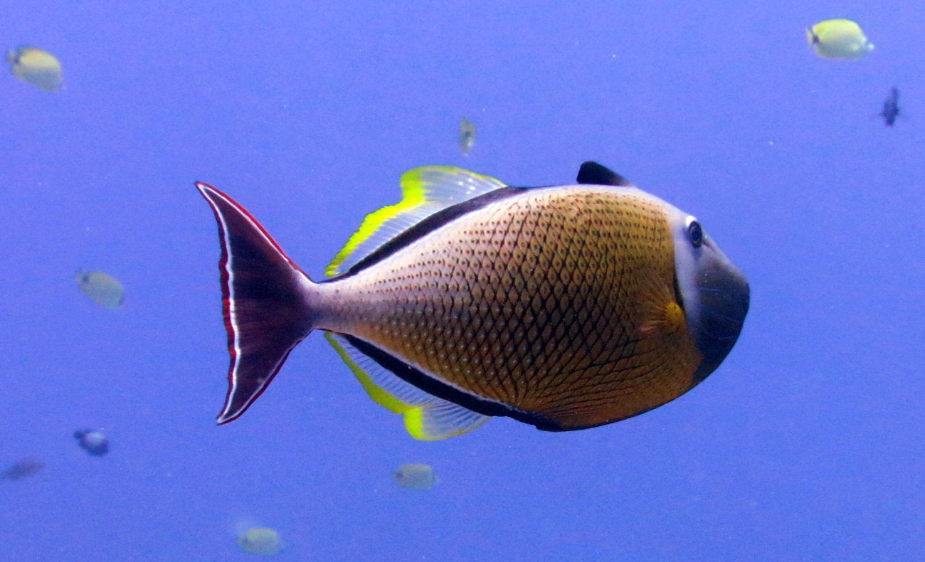 Crosshatch triggerfish (Xanthichthys mento)