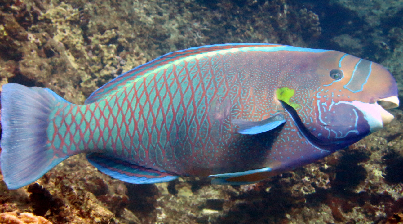 Male spectacled parrotfish (Chlorurus perspicillatus)