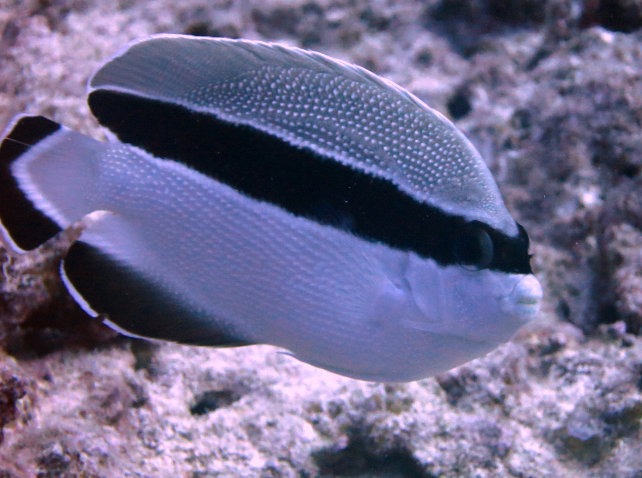 Bandit angelfish (Apolemichthys arcuatus)