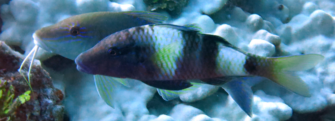 Manybar goatfish (Parupeneus multifasciatus)