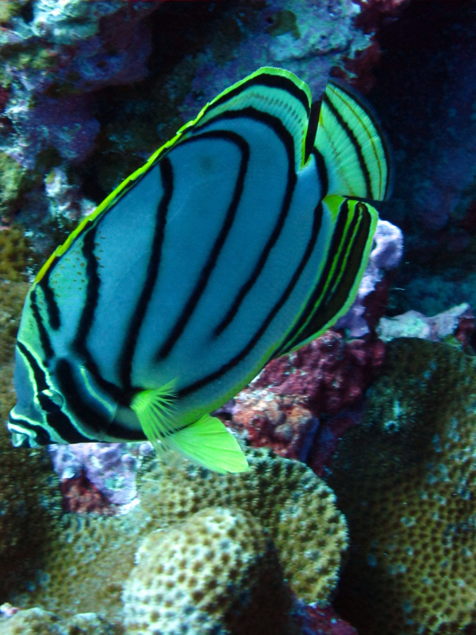 Meyers butterflyfish (Chaetodon meyeri)