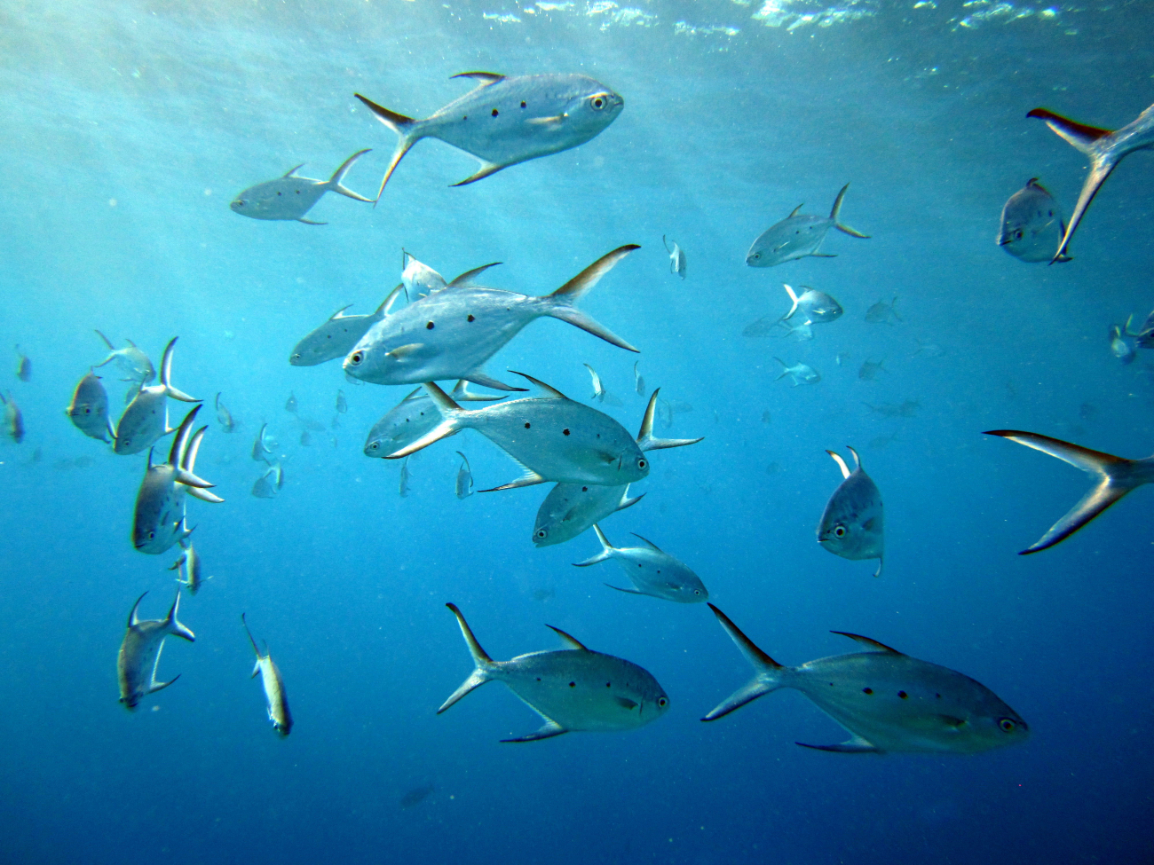 Small spotted pompano (Trachinotus baillonii)