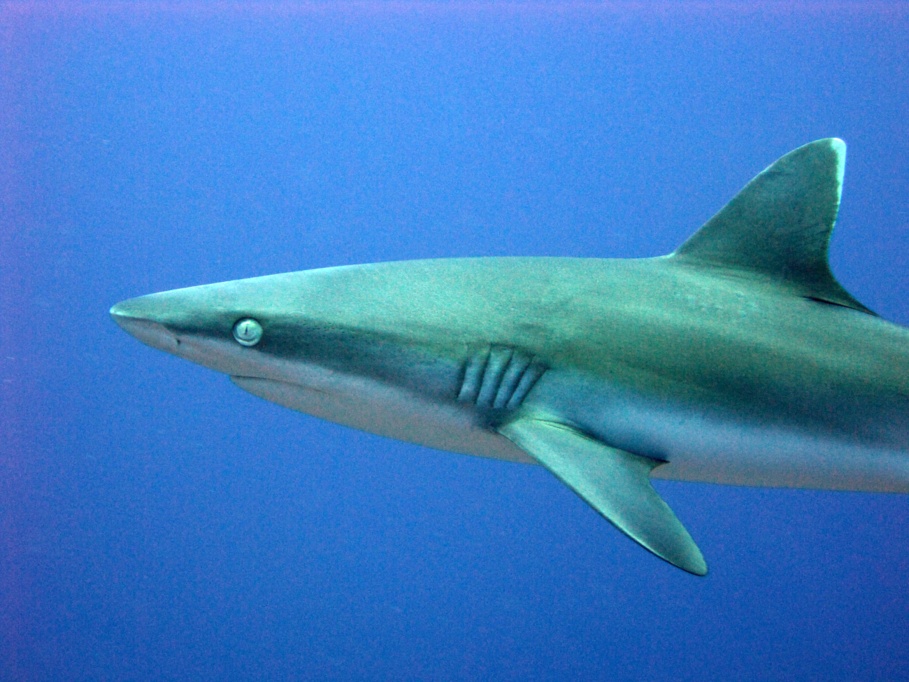 Grey reef shark (Carcharhinus amblyrhynchos)