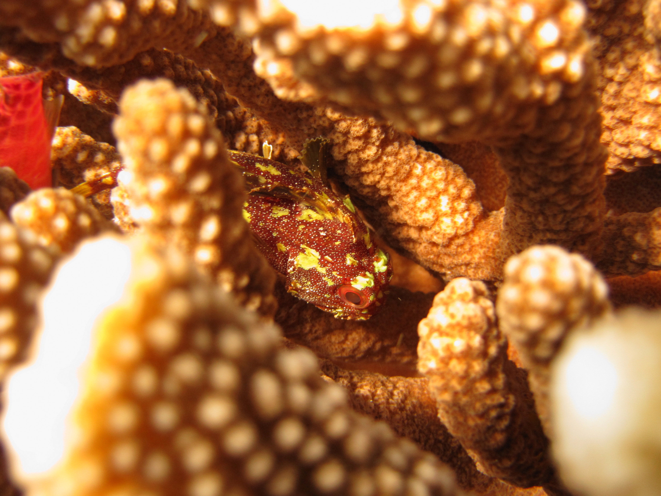 Yellow spotted scorpionfish (Sebastapistes cyanostigma)
