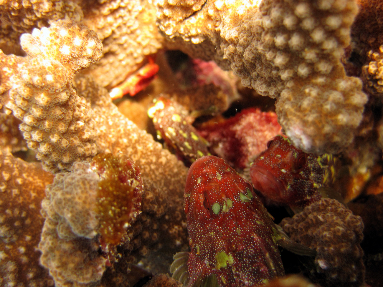 Yellow spotted scorpionfish (Sebastapistes cyanostigma)