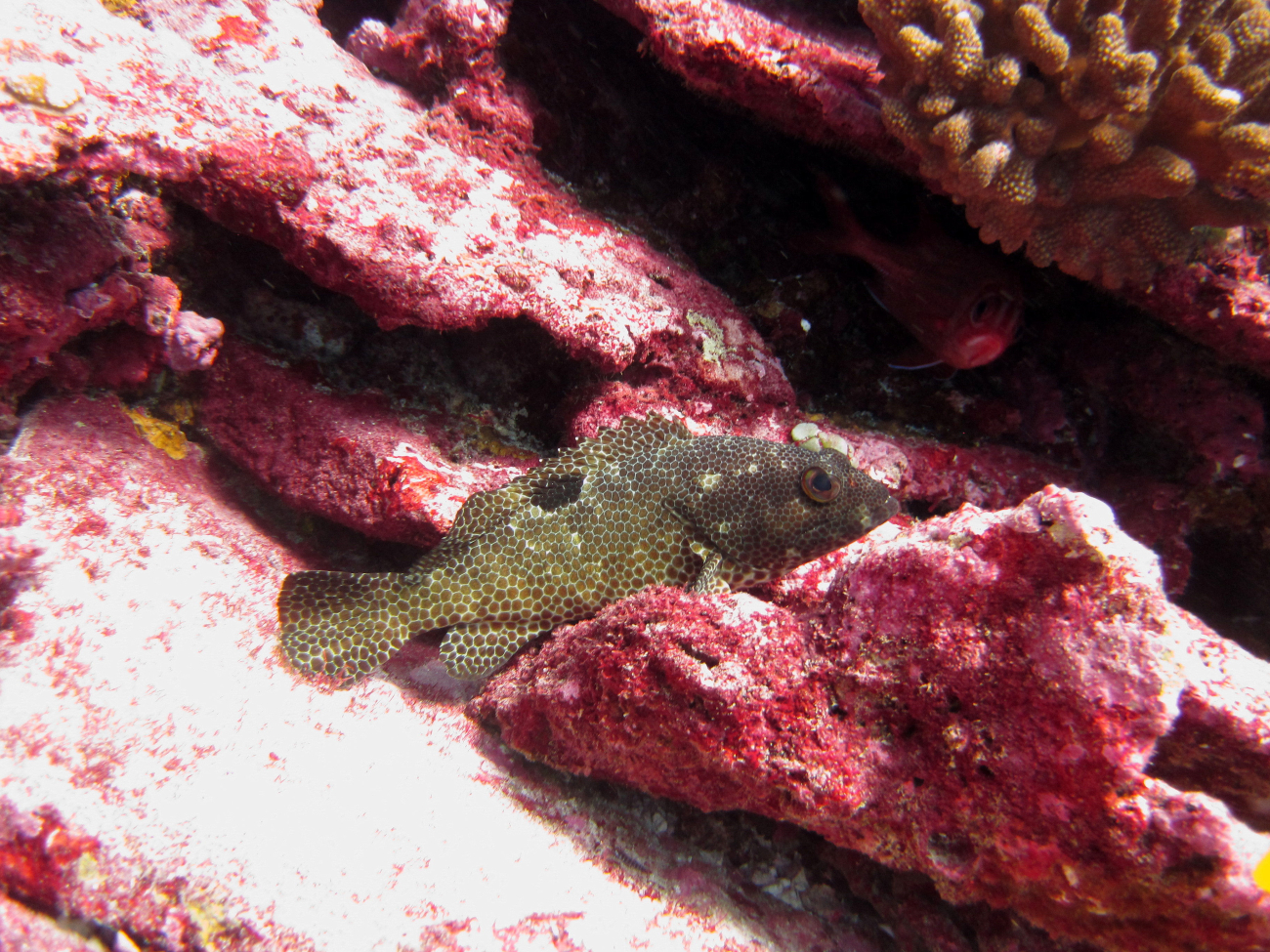 One-blotch grouper (Epinephelus melanostigma)