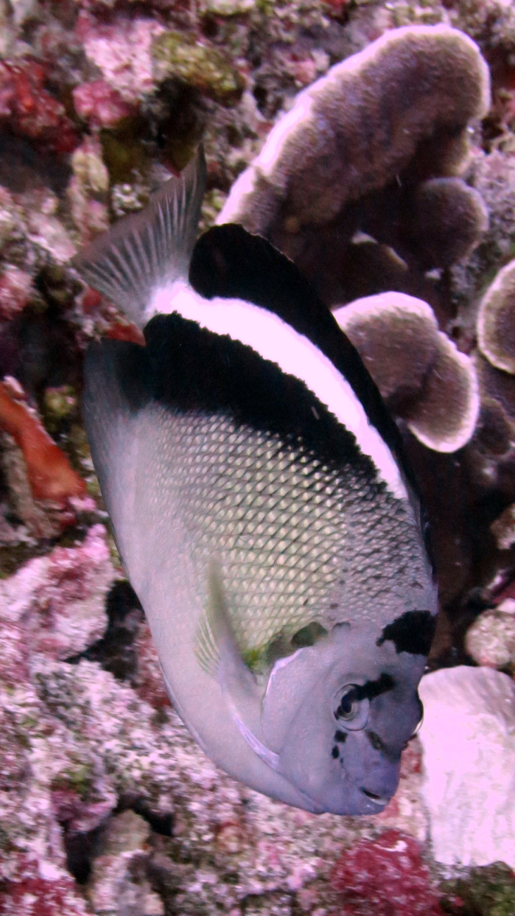 Griffis angelfish (Apolemichthys griffisi)