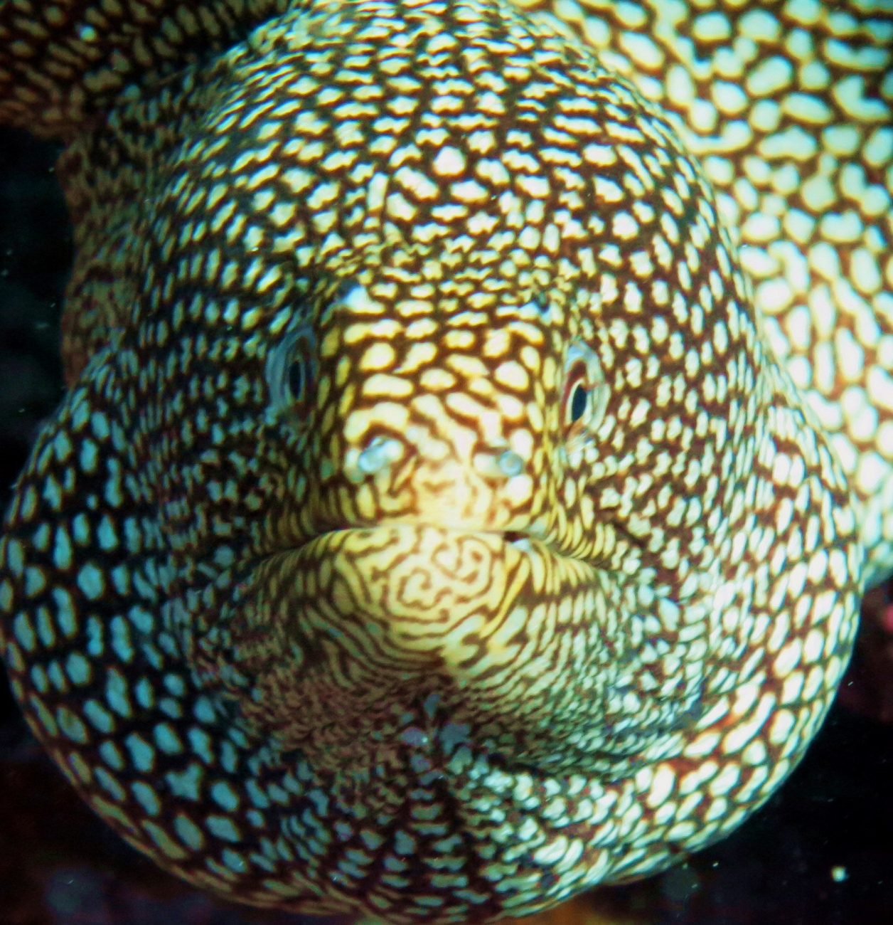 Whitemouth moray (Gymnothorax meleagris)