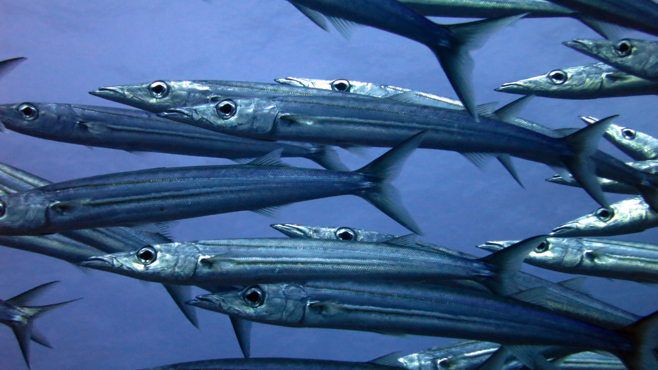 Heller's barracuda (Sphyraena helleri)
