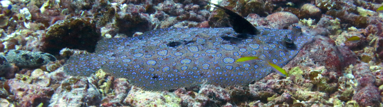 Peacock flounder (Bothus mancus)