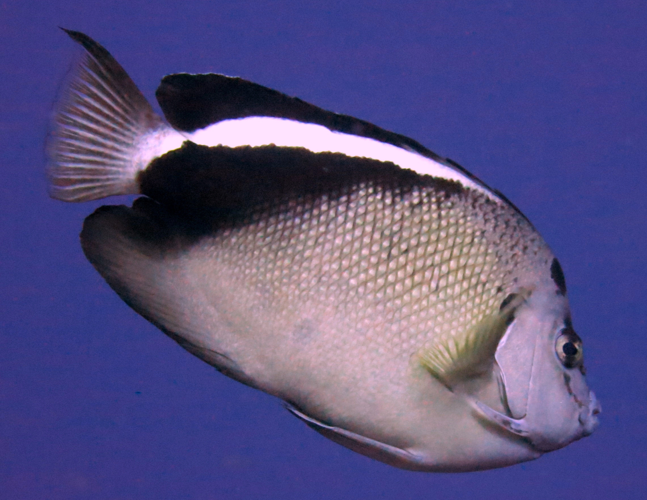 Griffis angelfish (Apolemichthys griffisi)