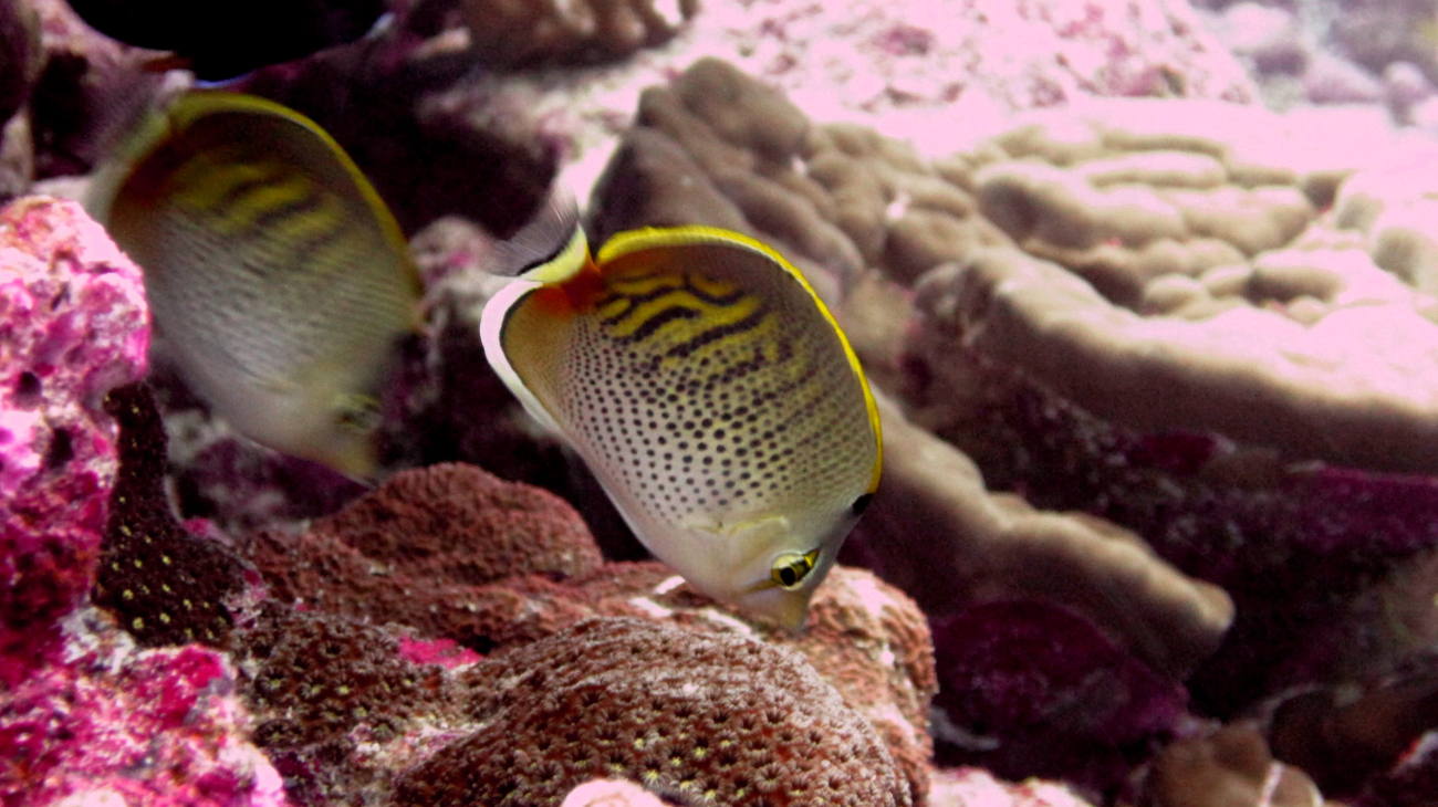 Spot-banded butterflyfish (Chaetodon punctatofasciatus)