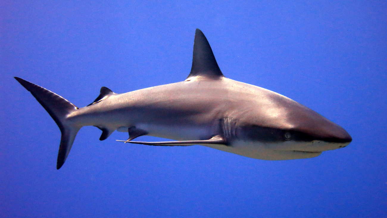 Grey reef shark (Carcharhinus amblyrhynchos)