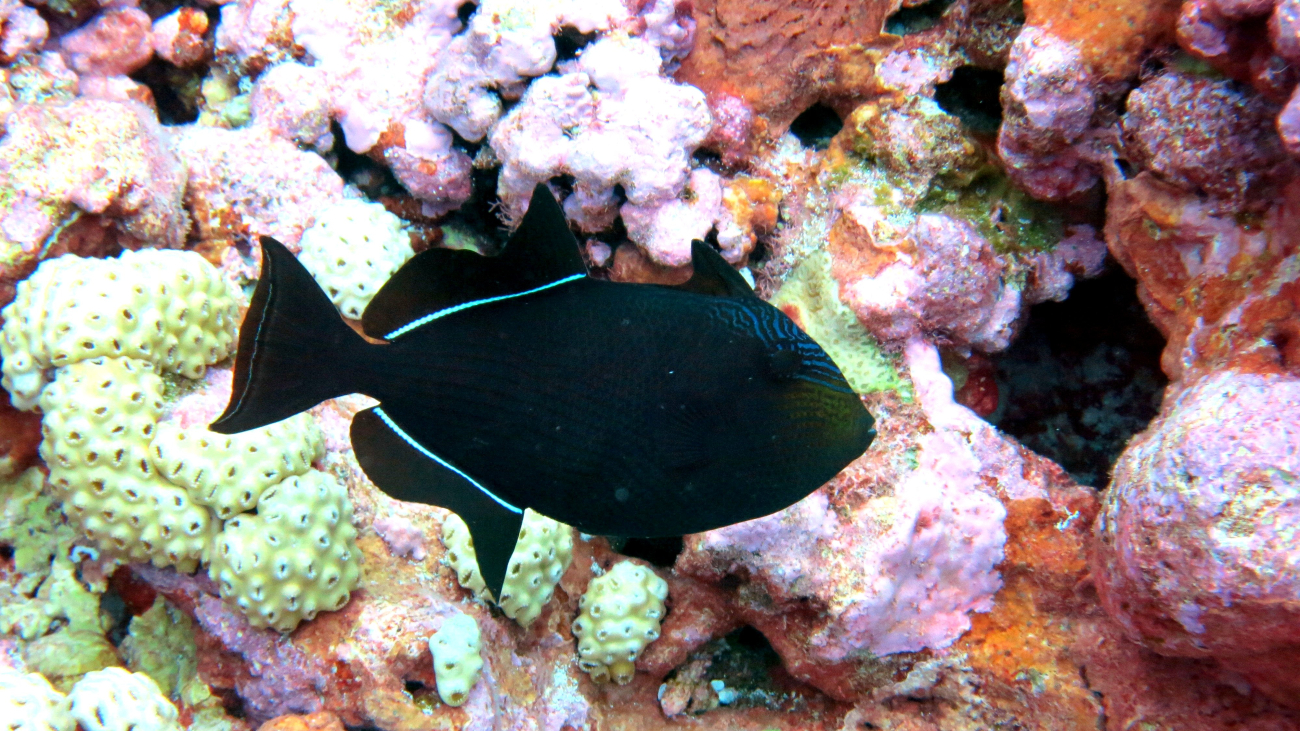 Durgon - black triggerfish (Melichthys niger)