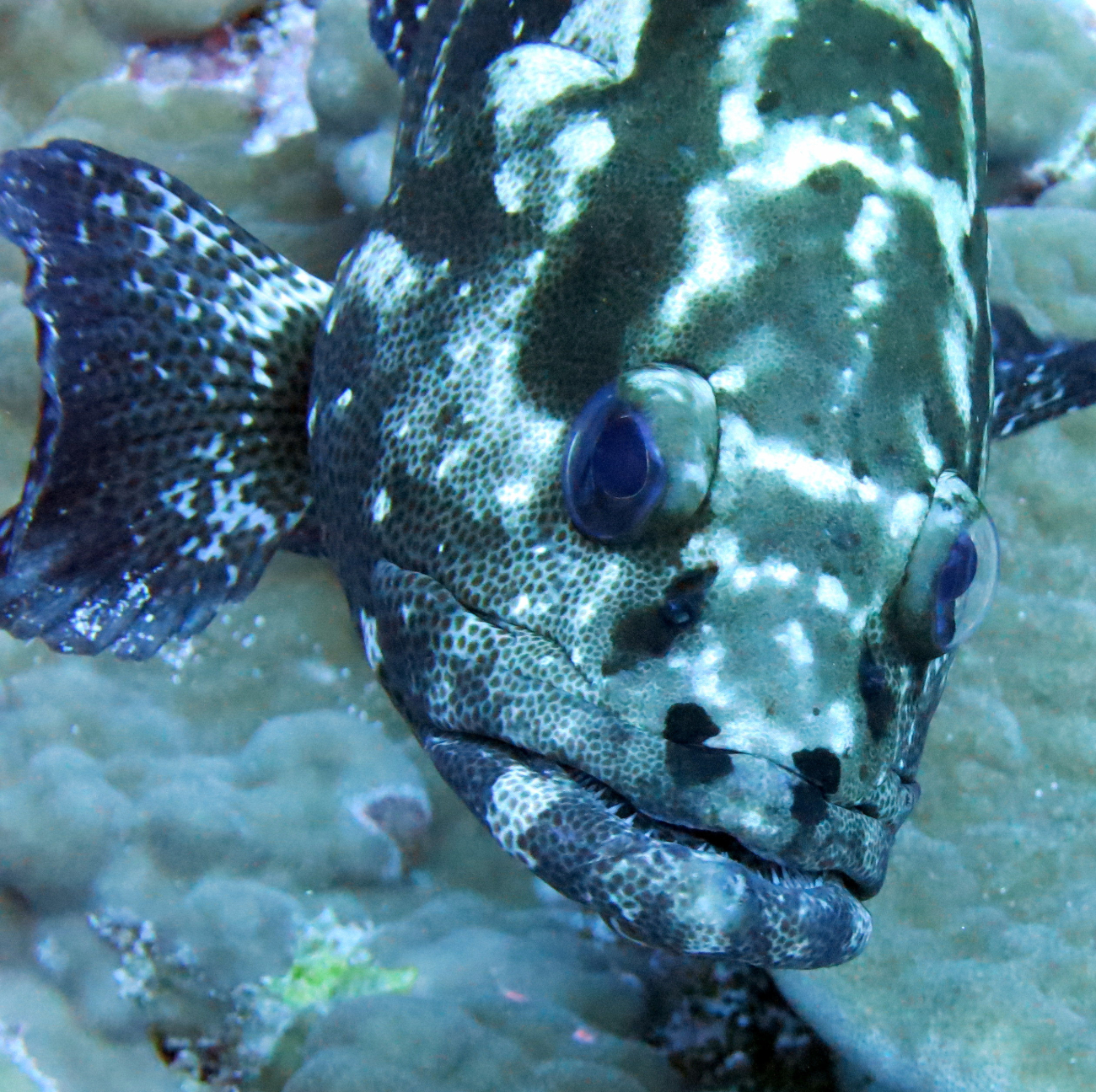Camouflage grouper (Epinephelus polyphekadion)