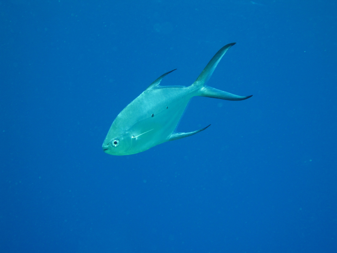 Small-spotted dartfish (Trachinotus baillonii)