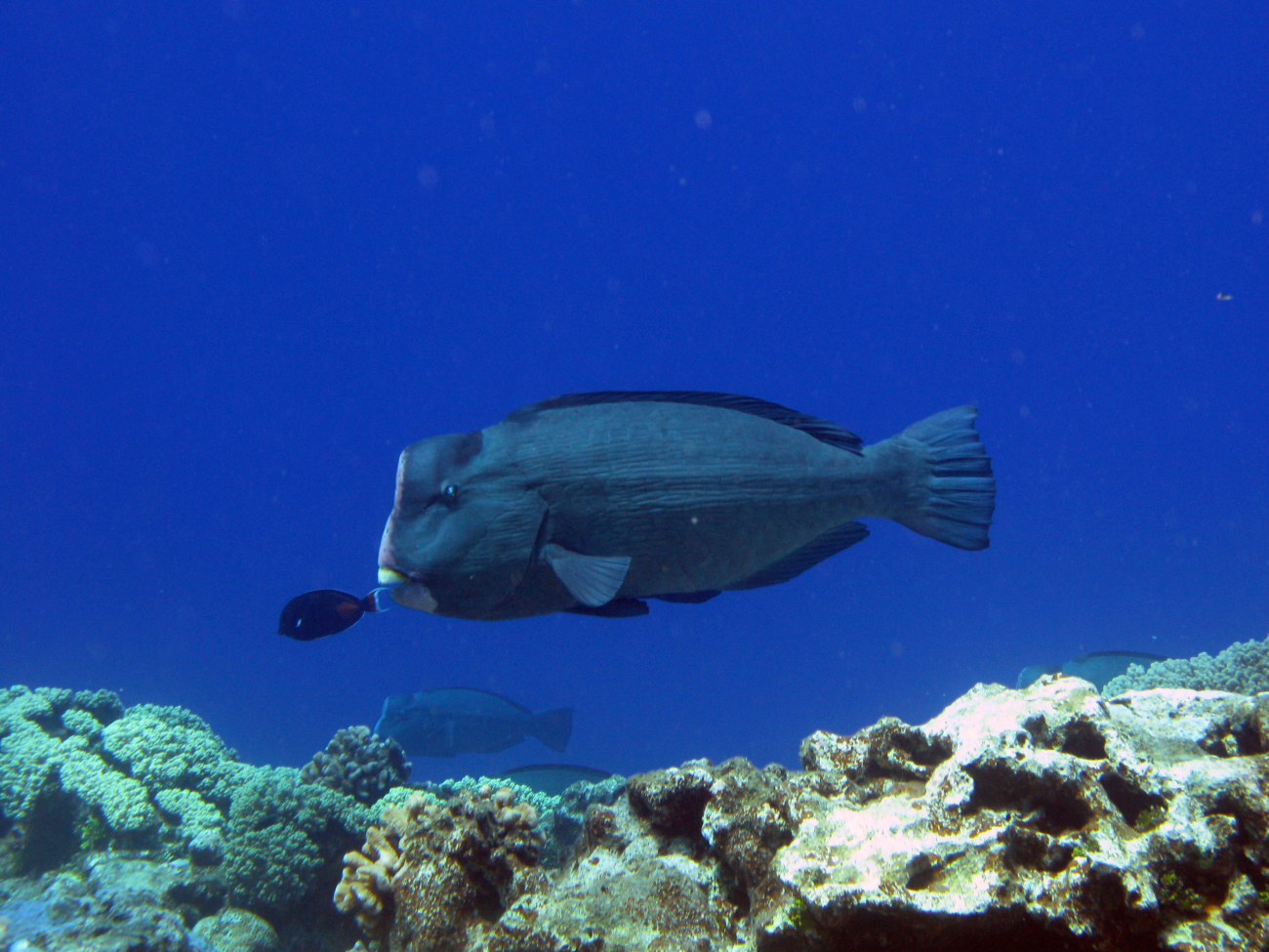 Bumphead parrotfish (Bolbometopon muricatum)