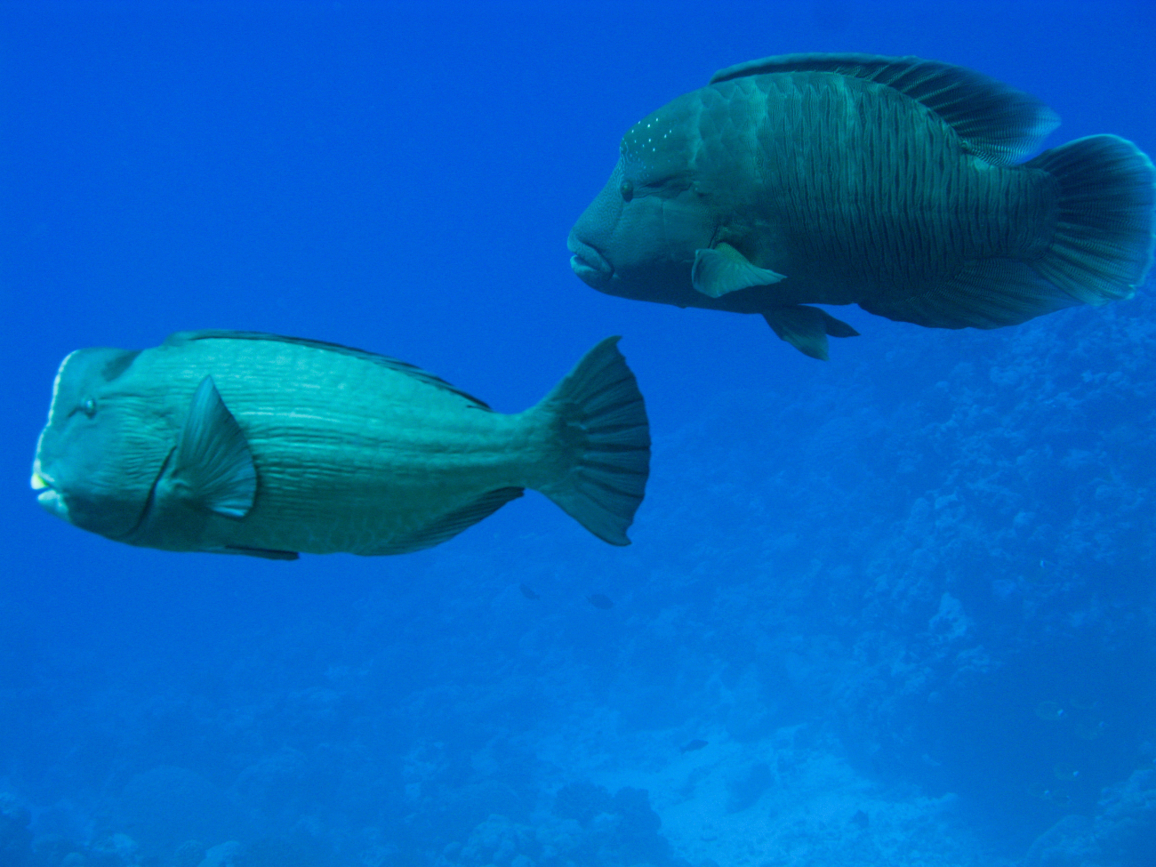Bumphead parrotfish (Bolbometopon muricatum) and humpheadwrasse (Cheilinus undulatus)