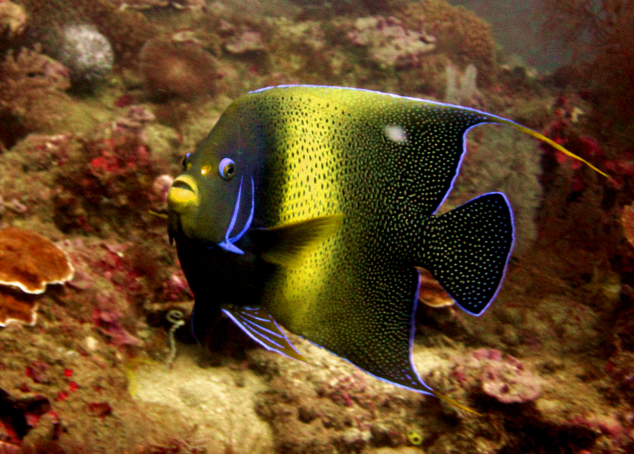 Semicircle angelfish (Pomacanthus semicirculatus)