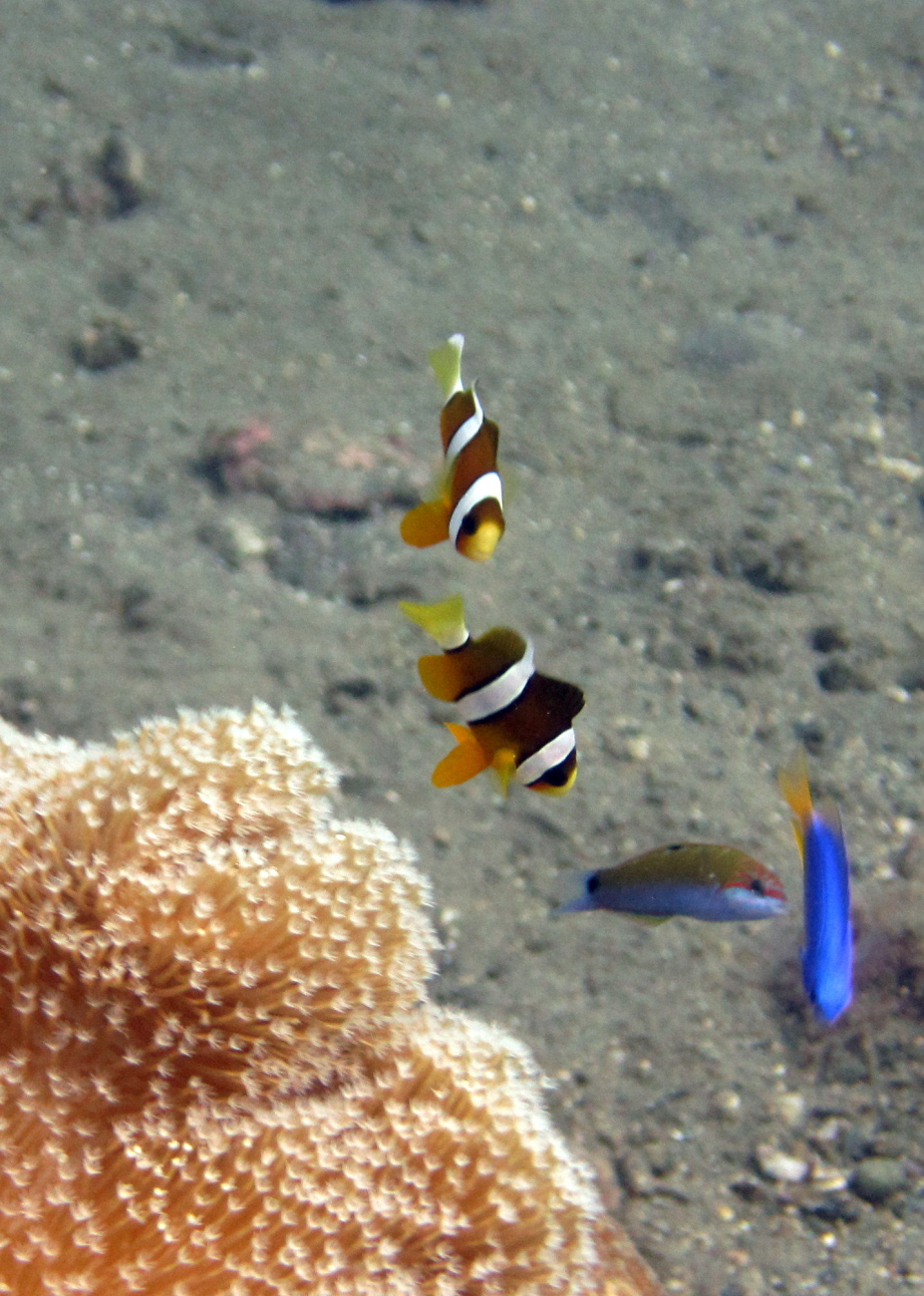 Clark's anemonefish (Amphiprion clarkii)