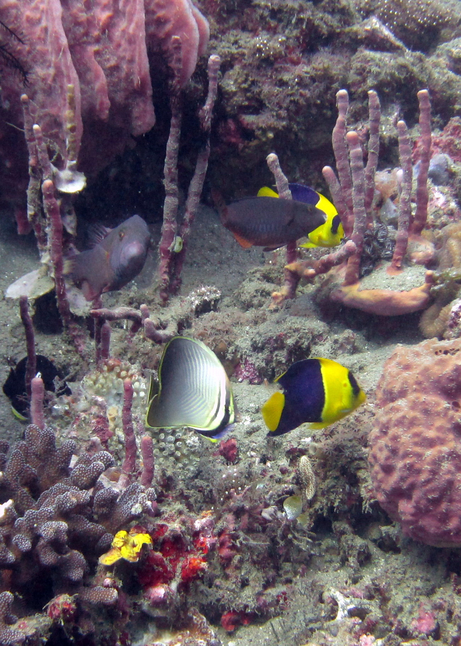 Eastern triangular butterflyfish (Chaetodon baronessa)and bicolor angelfish (Centropyge bicolor)