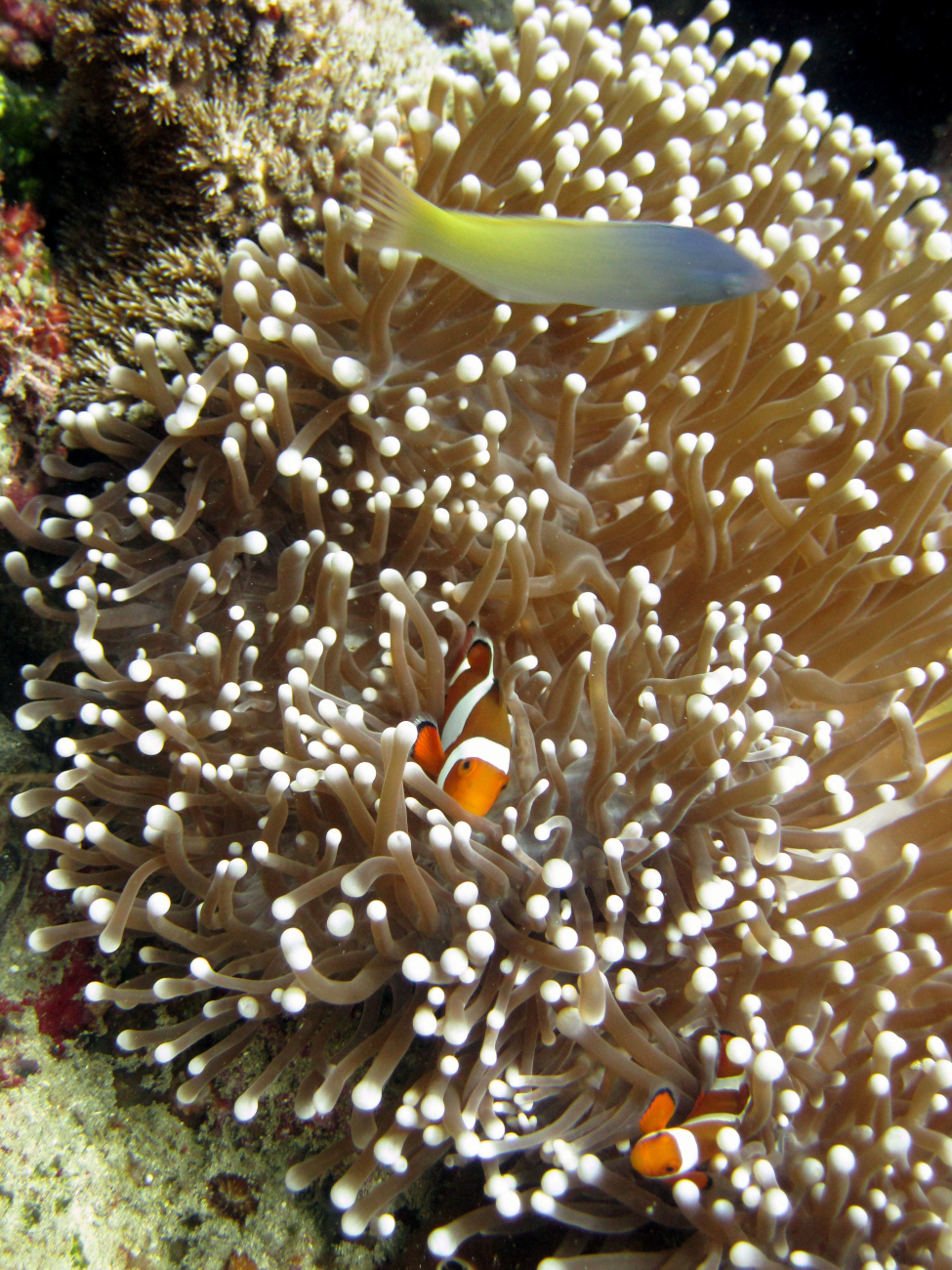Clown anemonefish (Amphiprion ocellaris)