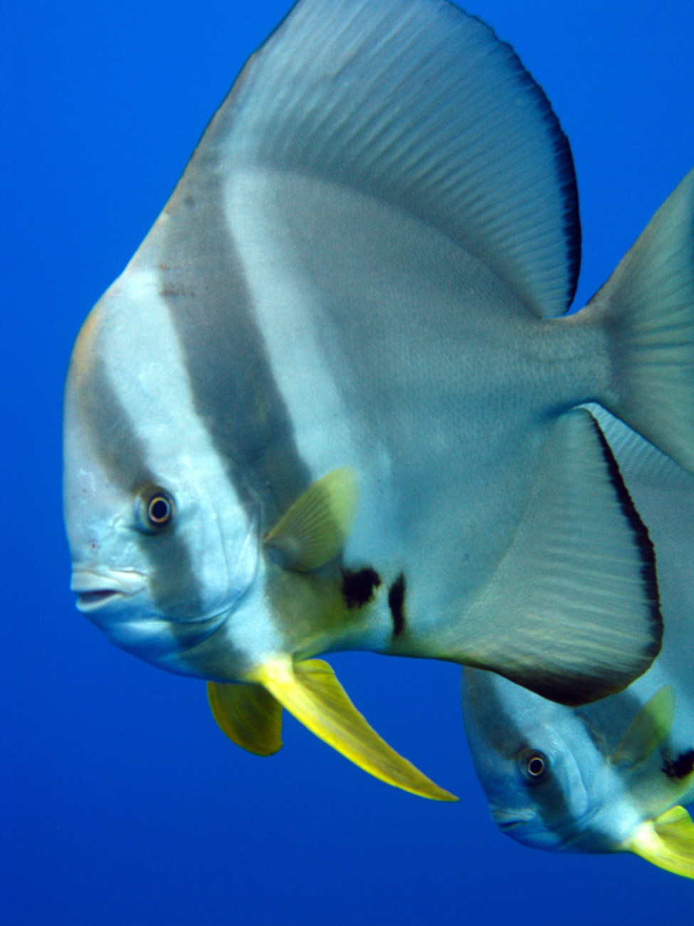 Longfin spadefish (Platax teira)