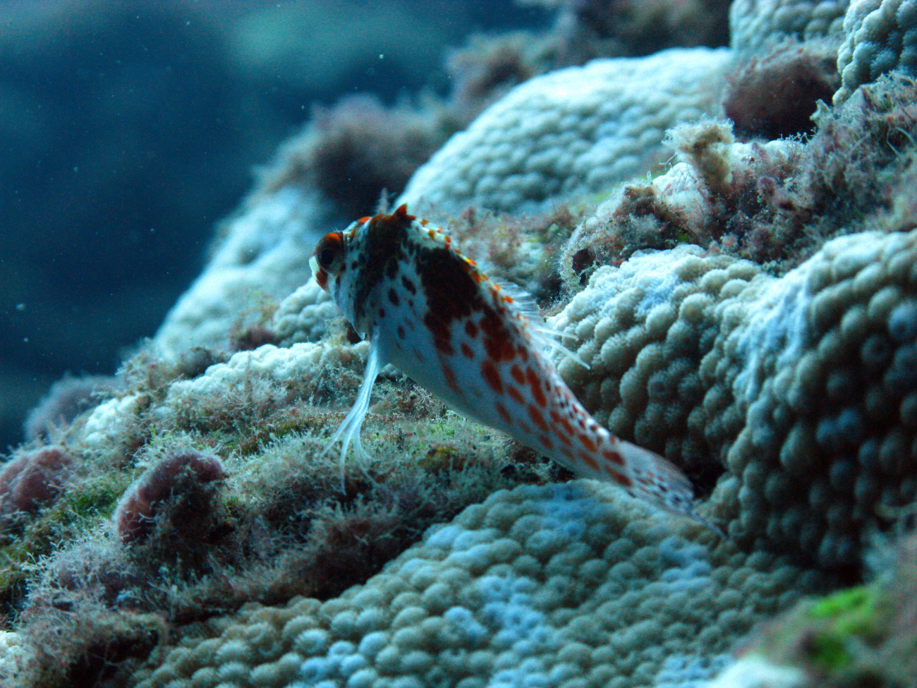 Coral hawkfish (Cirrhitichthys oxycephalus)