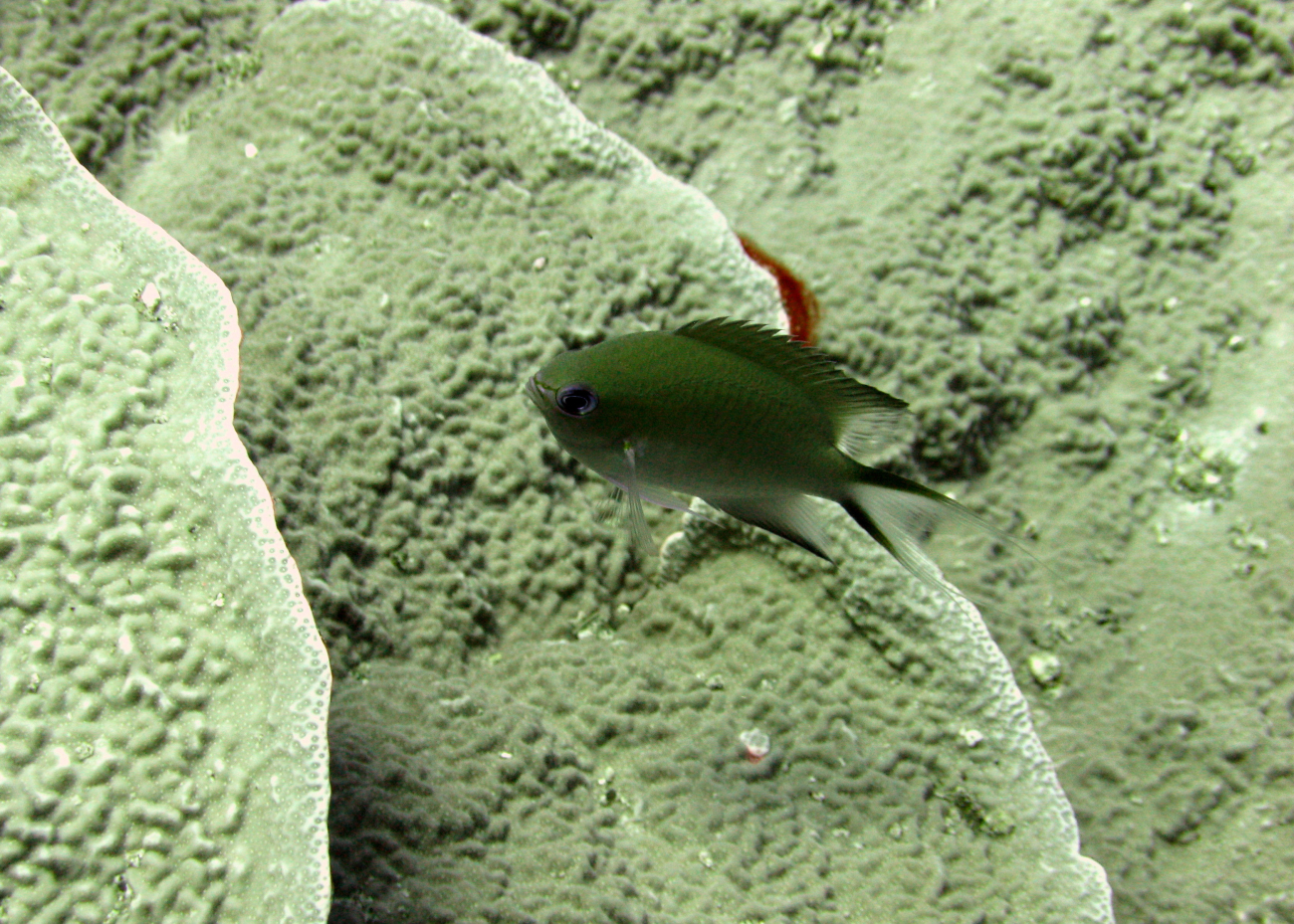 Ternate chromis (Chromis ternatensis)