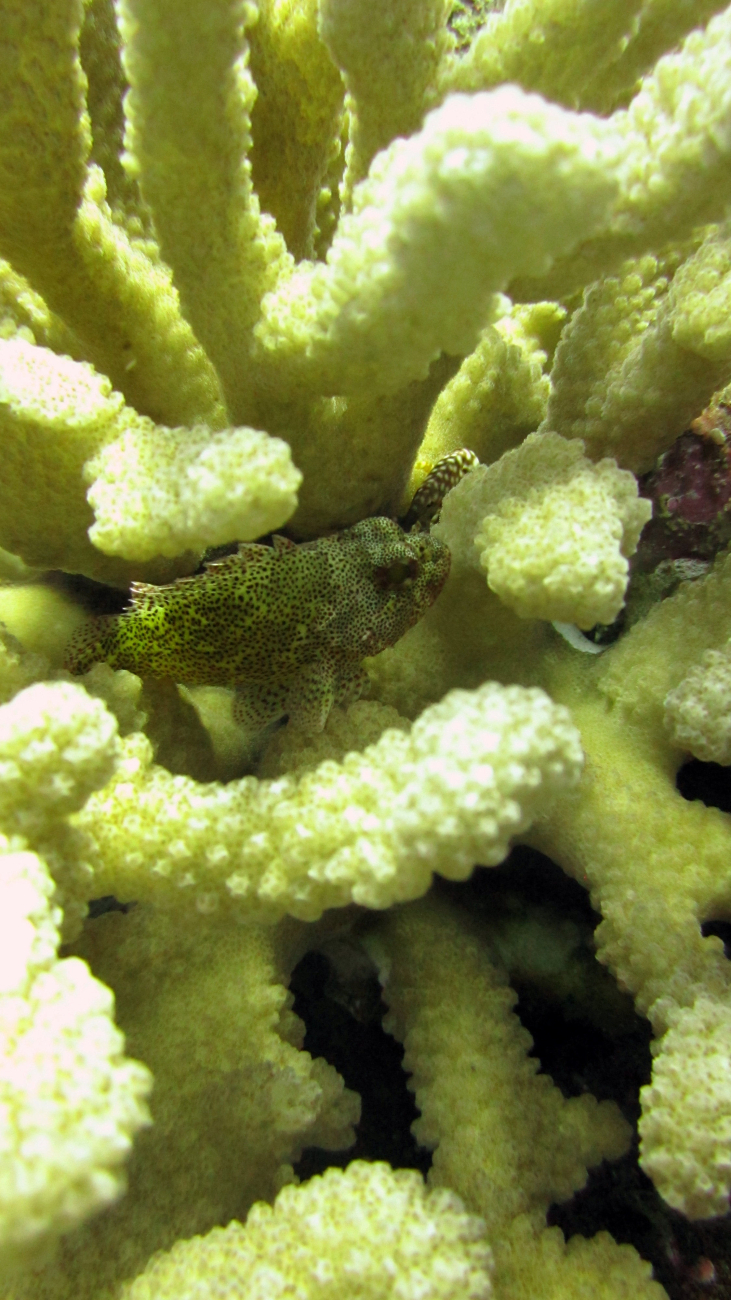 Speckled scorpionfish (Sebastapistes coniorta)