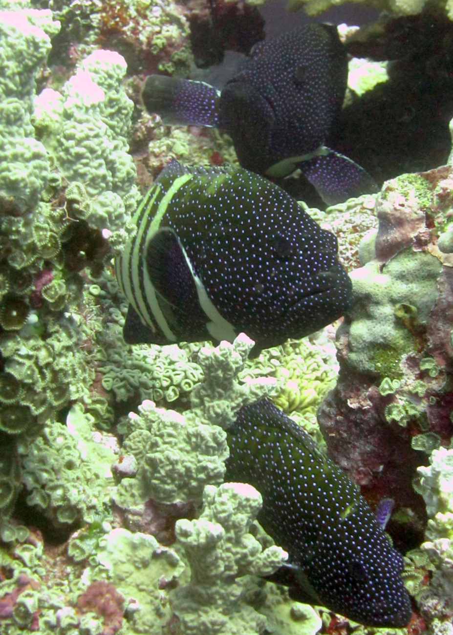 Peacock groupers (Cephalopholis argus)