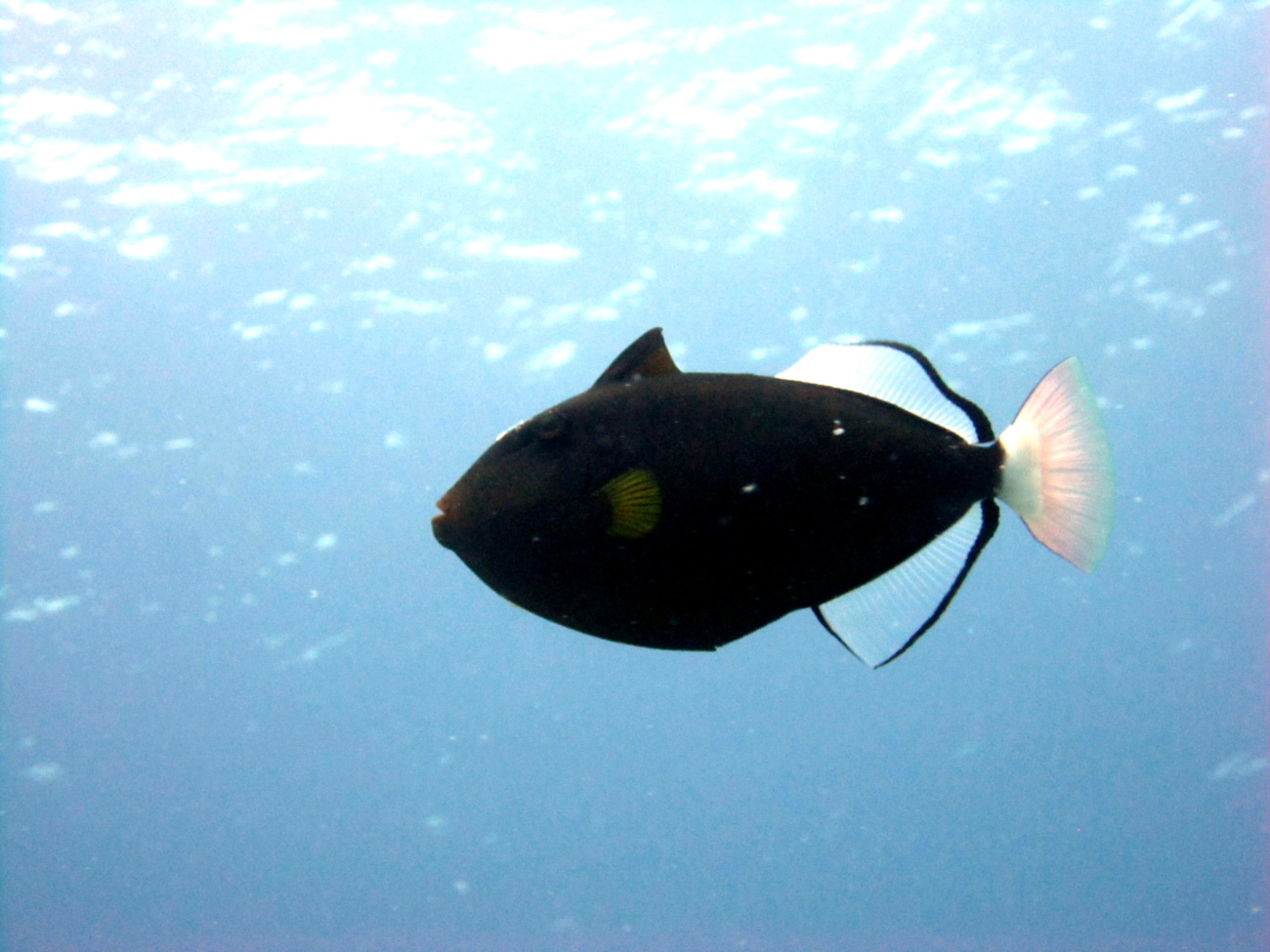 Pinktail triggerfish (Melichthys vidua)