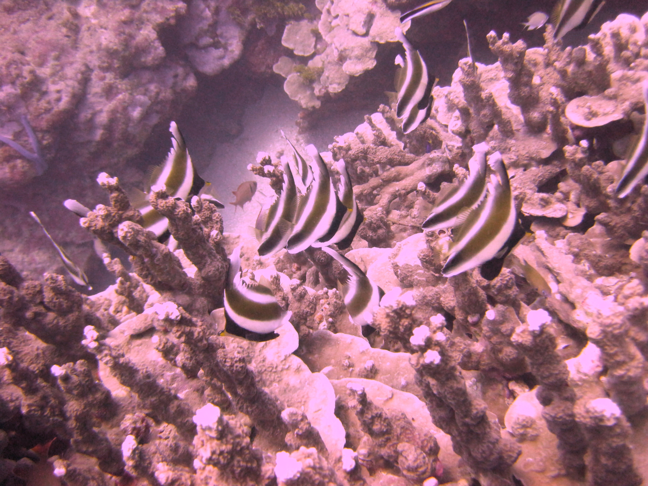 Threeband pennantfish (Heniochus chrysostomus)