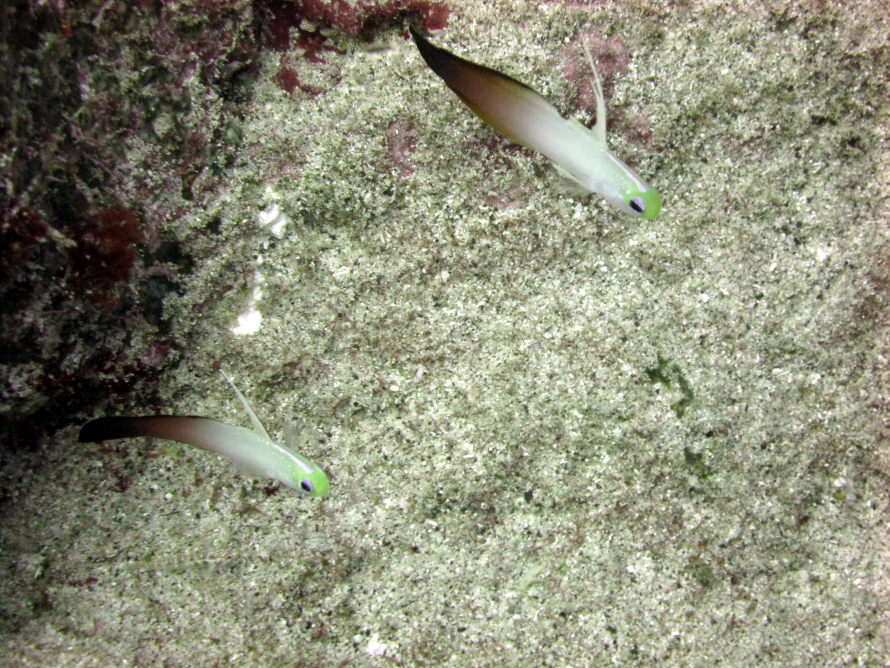Fire dartfish (Nemateleotris magnifica)