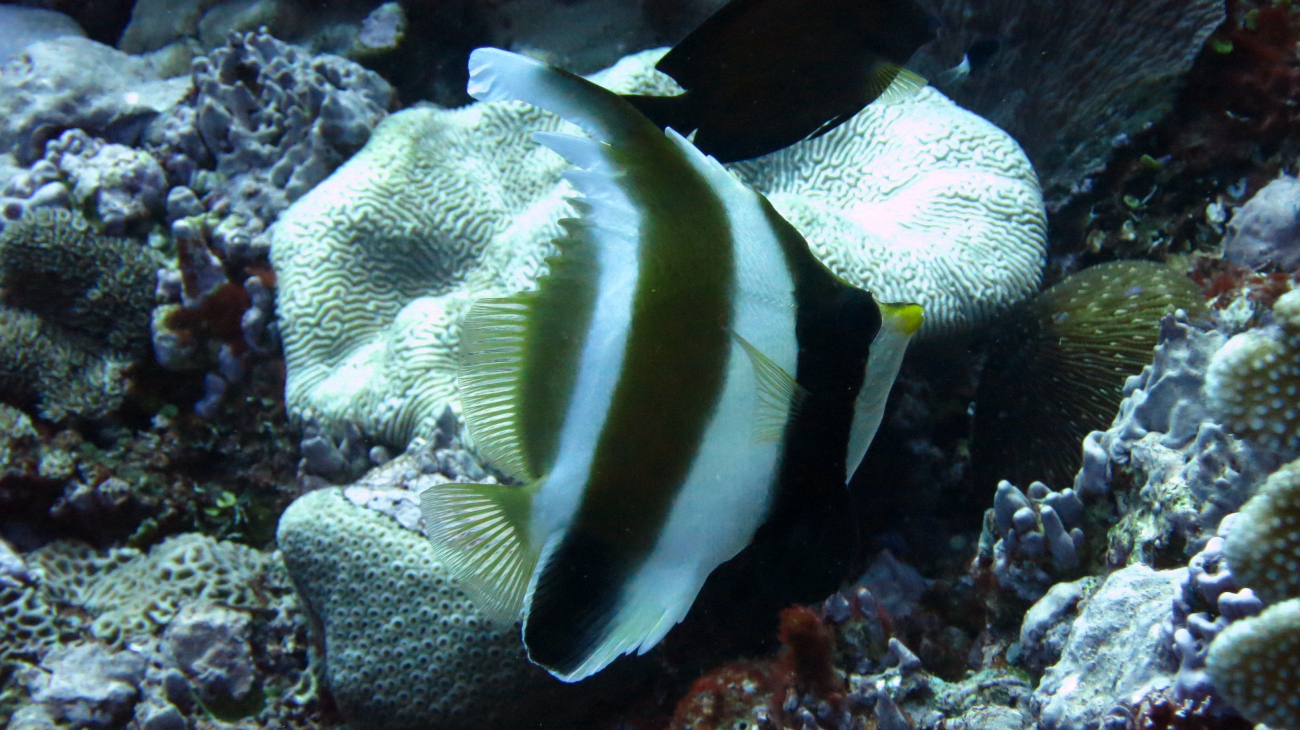 Pennant bannerfish (Heniochus chrysostomus)