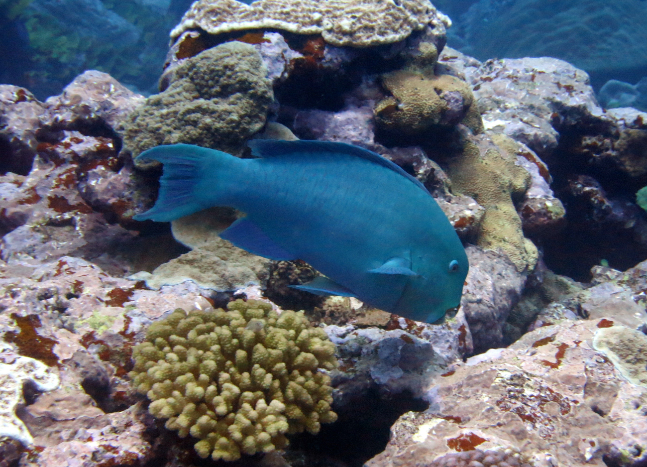 Tanfaced parrotfish (Chlorurus frontalis)