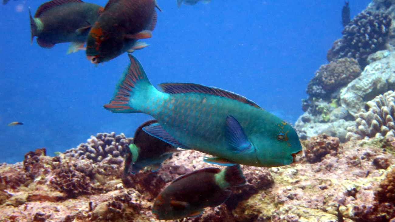 Steephead parrotfish - initial phase (Chlorurus microhinos)