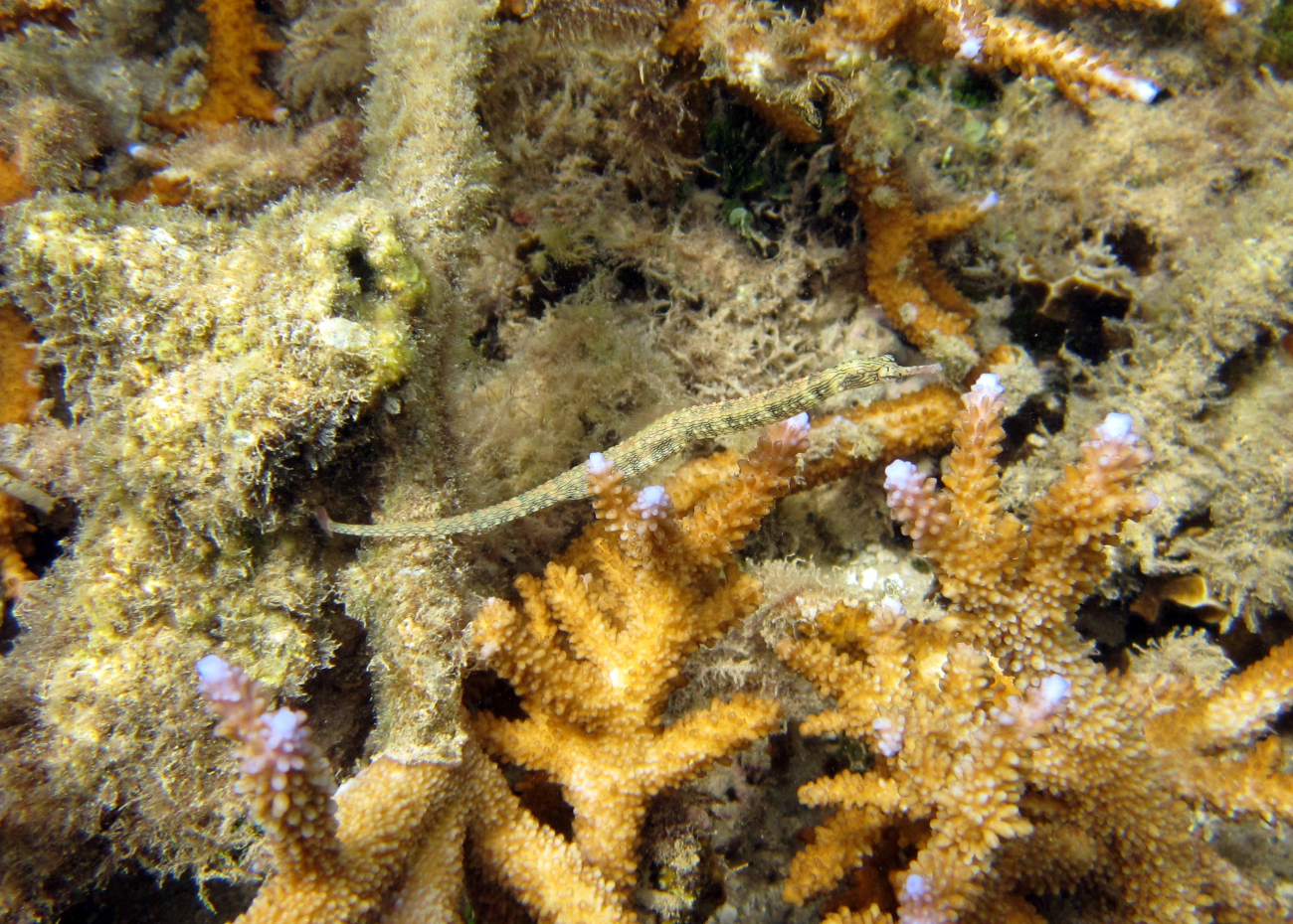 Reeftop pipefish (Corythoichthys haematopterus)