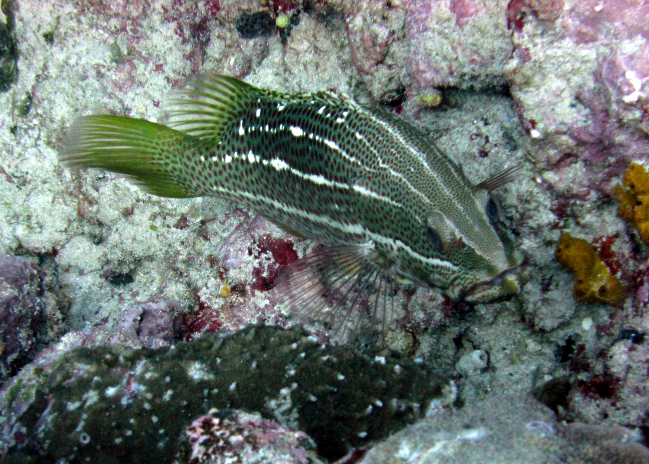 Slender grouper (Anyperodon leucogrammicus)