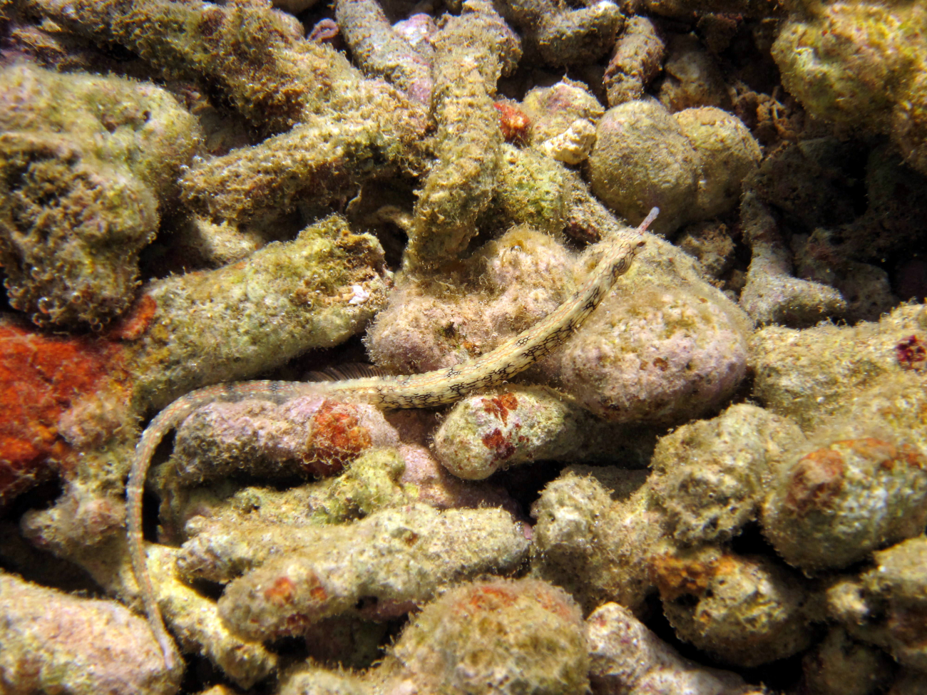 Reeftop pipefish (Corythoichthys haematopterus)