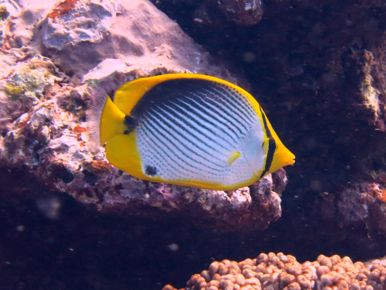 Blackback butterflyfish (Chaetodon melannotus)