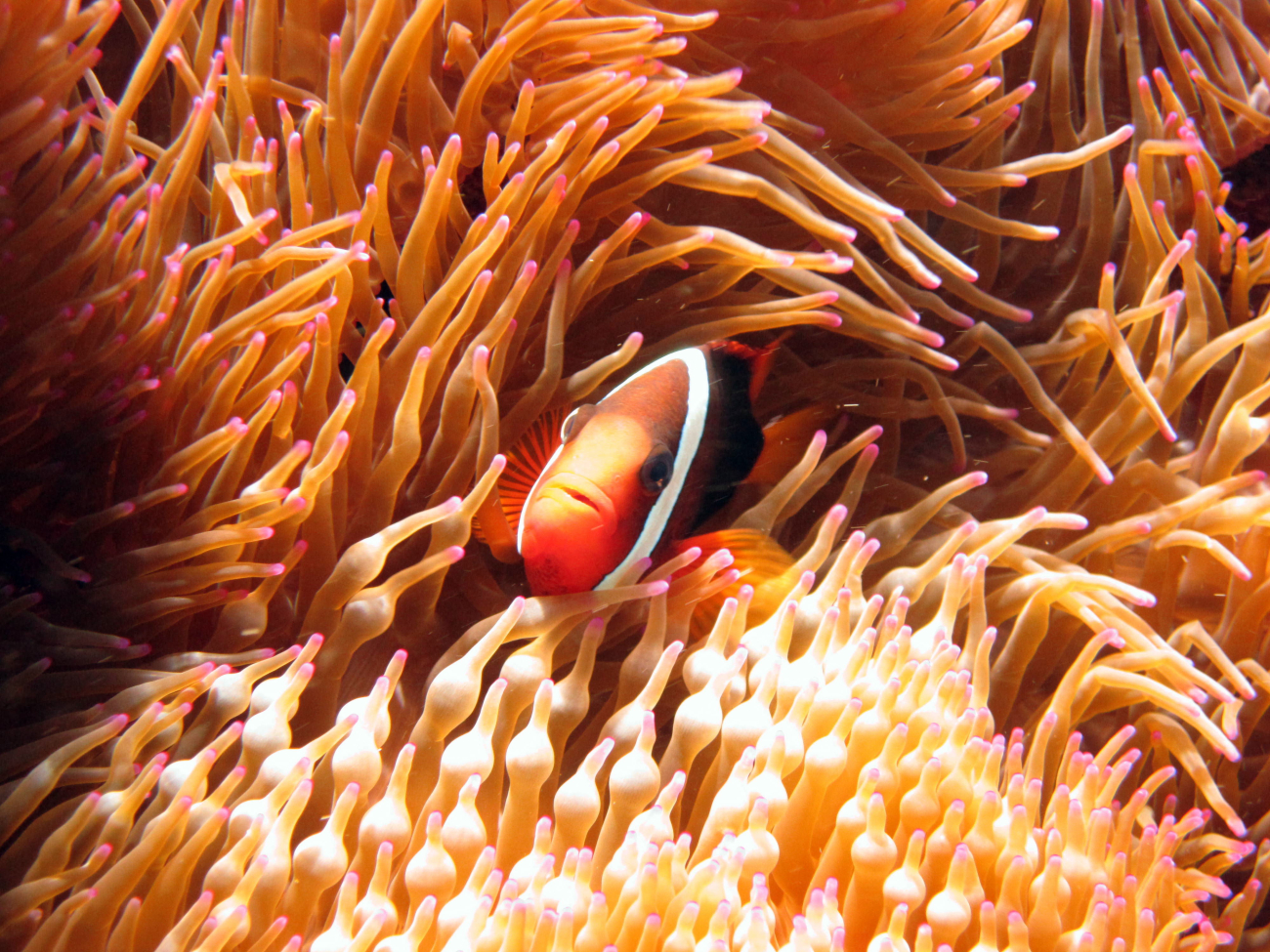 Dusky anemonefish (Amphiprion melanopus)