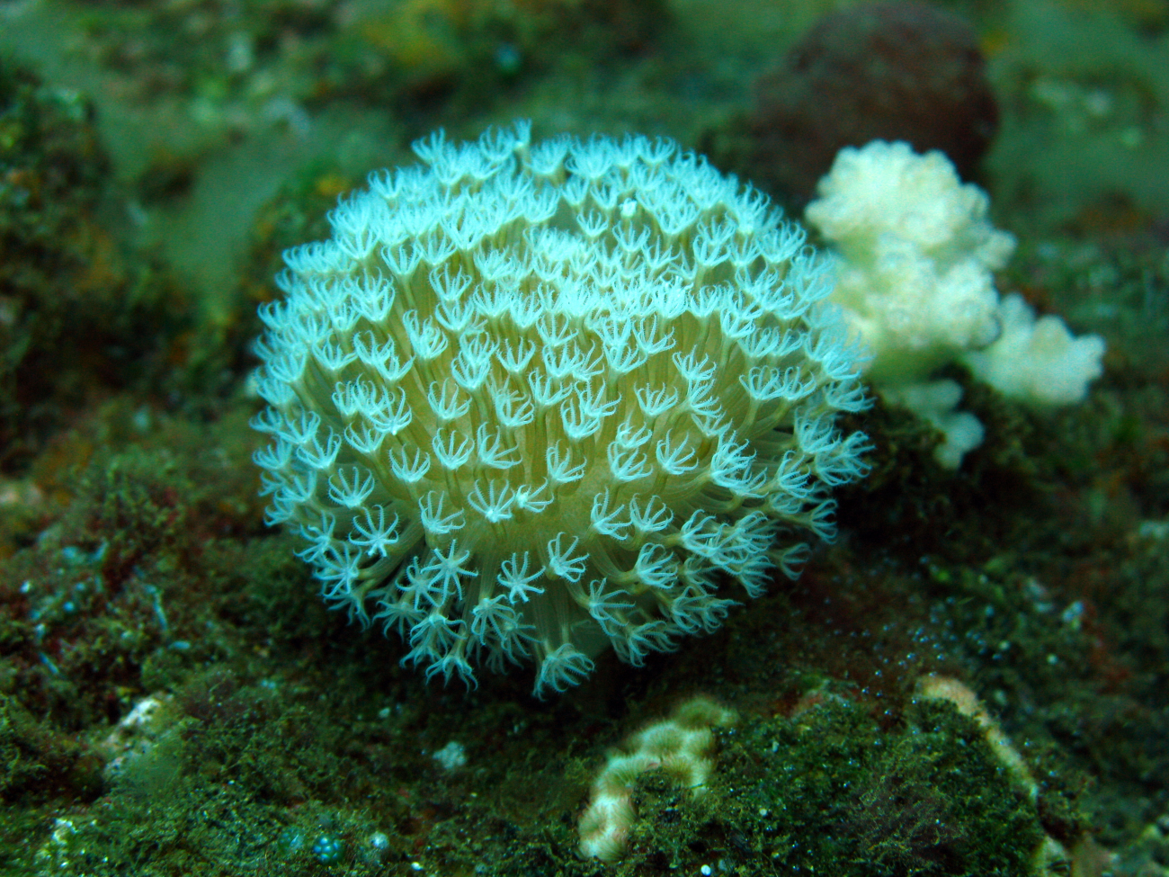 A toadstool leather octocoral - Sarcophyton sp