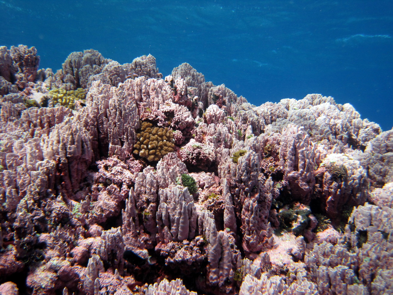 Scleractinian corals