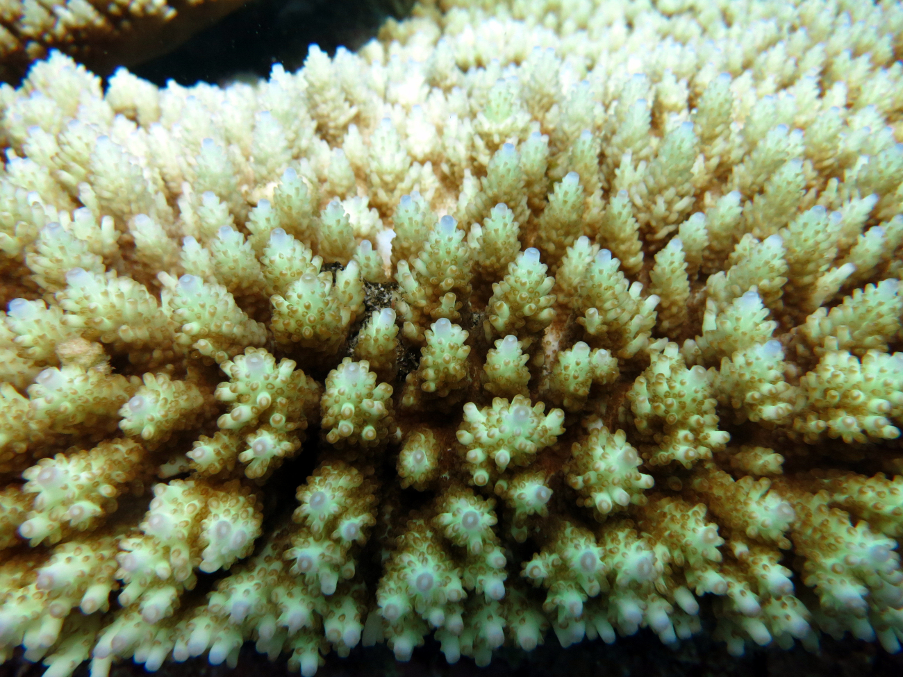 Staghorn coral - Acropora sp