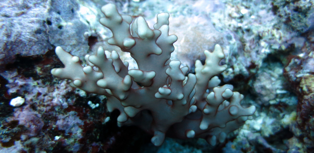 White fire coral