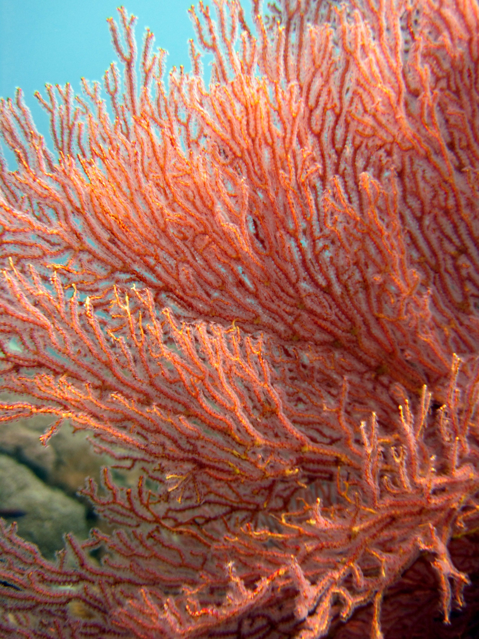 A red and yellow gorgonian coral