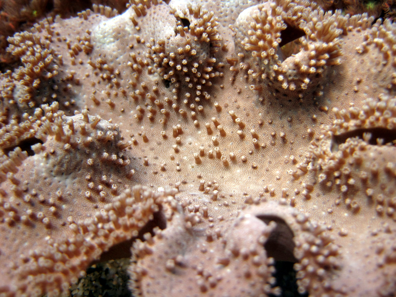 A mushroom leather coral